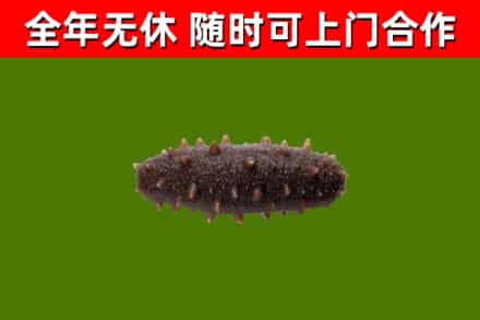 光山回收海参干
